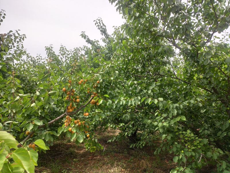 河南自种珍珠油杏，量大从优，欢迎前来品尝