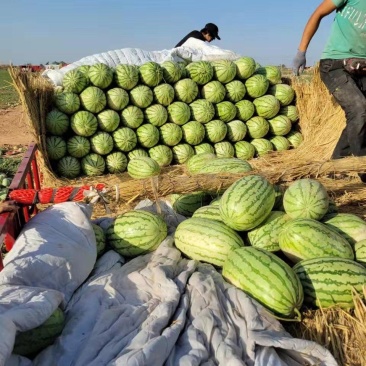 新疆吐鲁番火焰山下的西瓜金城5号，安农二号大量上市了