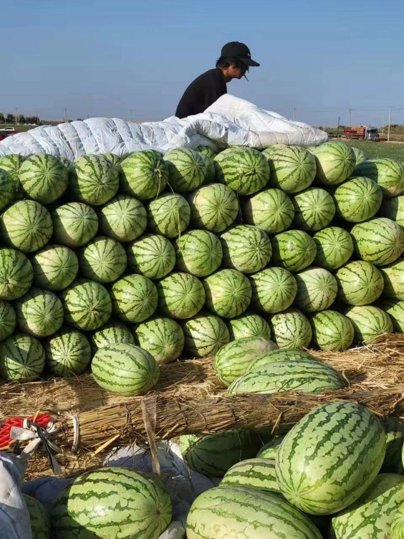 新疆吐鲁番火焰山下的西瓜金城5号，安农二号大量上市了