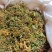 金银花