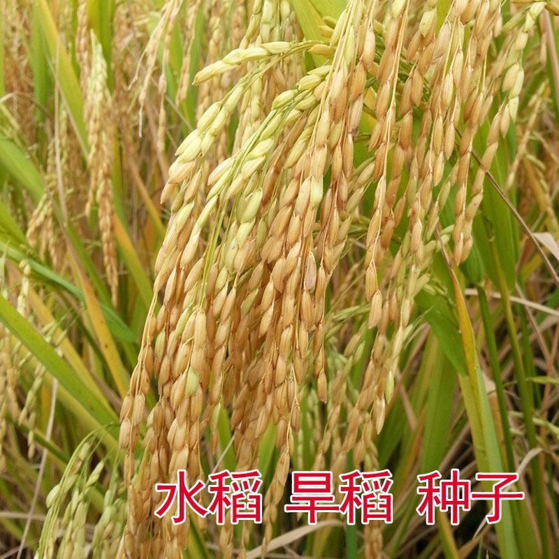 高产旱稻种子抗旱抗病抗倒香米珍珠米种籽圆粒长粒