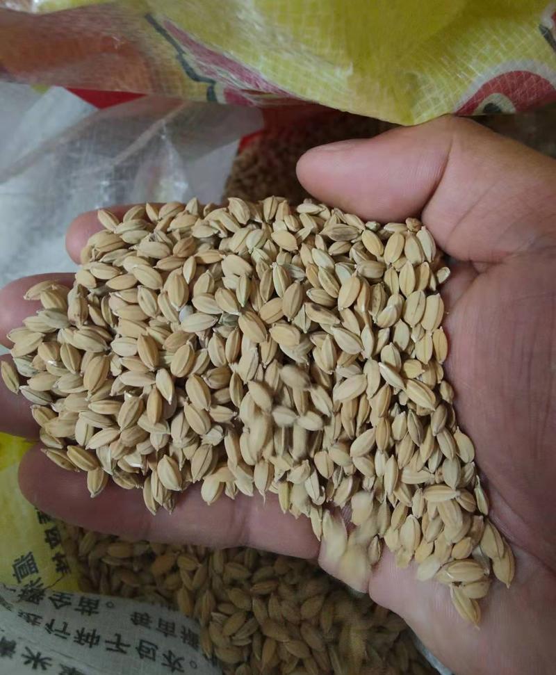 高产旱稻种子抗旱抗病抗倒香米珍珠米种籽圆粒长粒