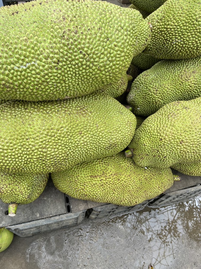 海南黄肉菠萝蜜，马来一号