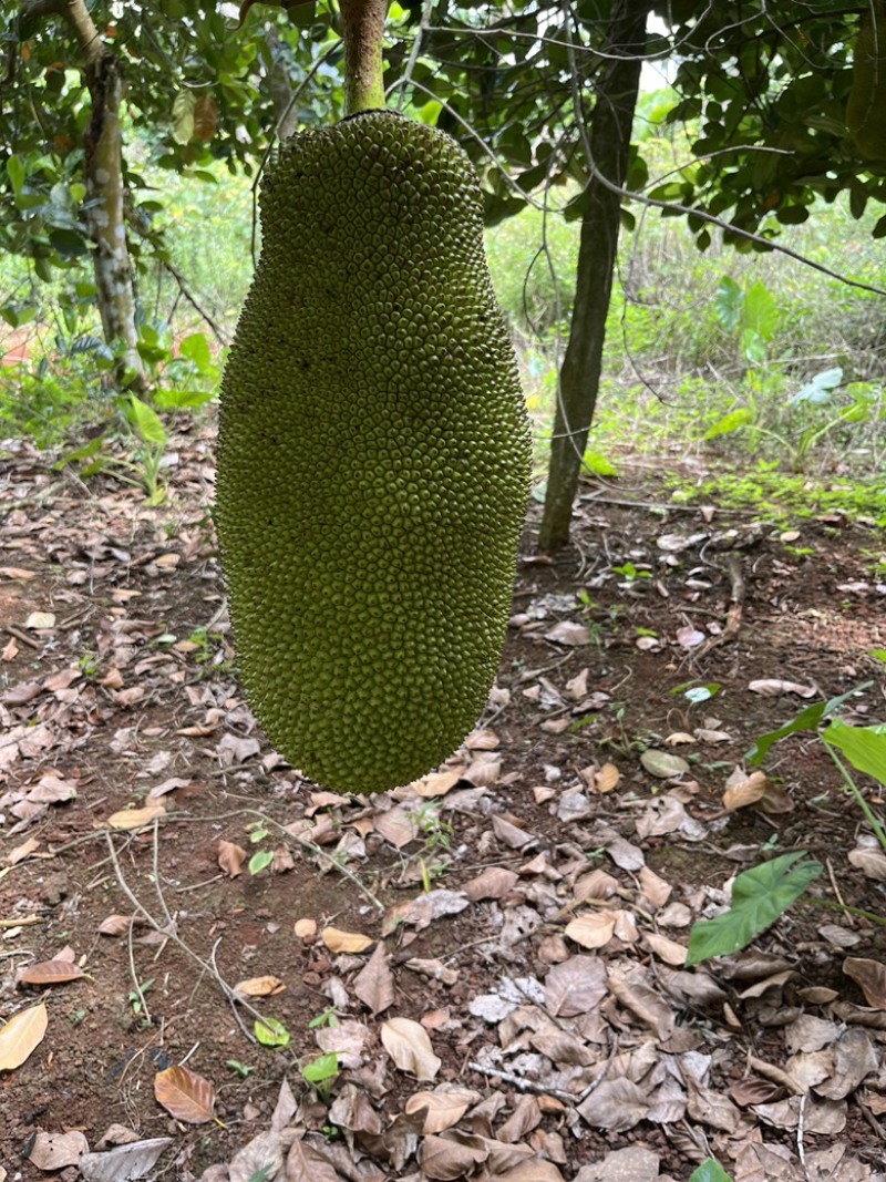 海南黄肉菠萝蜜，马来一号