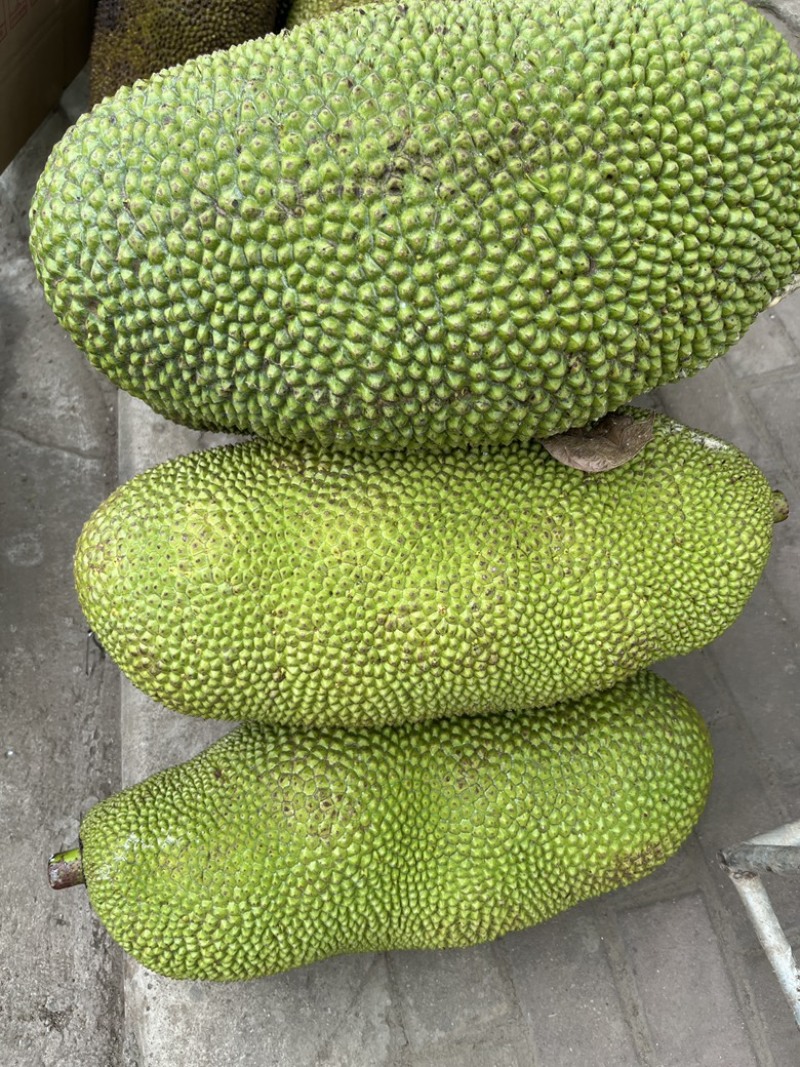 海南黄肉菠萝蜜，马来一号