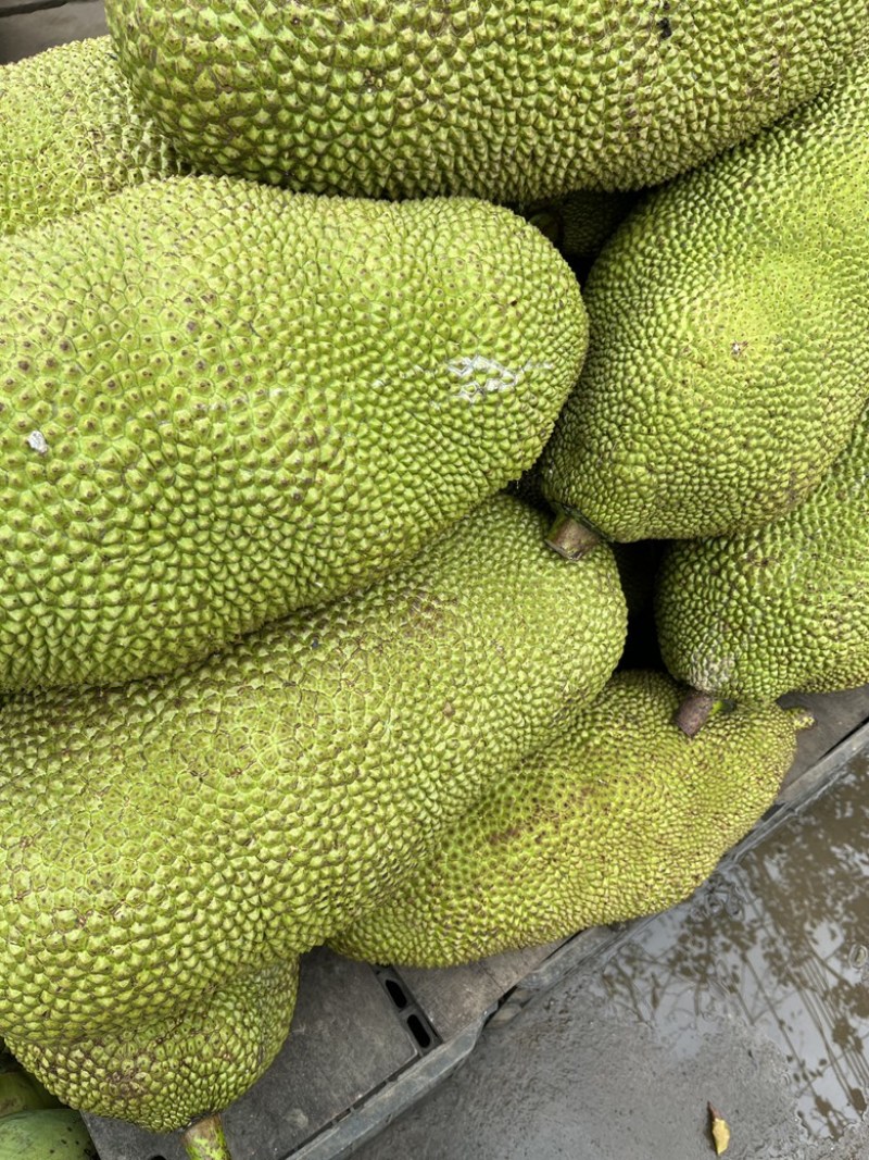 海南黄肉菠萝蜜，马来一号