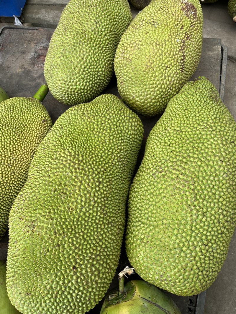 海南黄肉菠萝蜜，马来一号