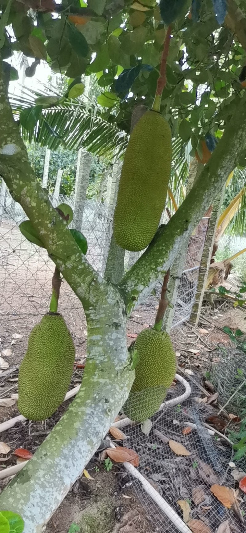 海南黄肉菠萝蜜，马来一号