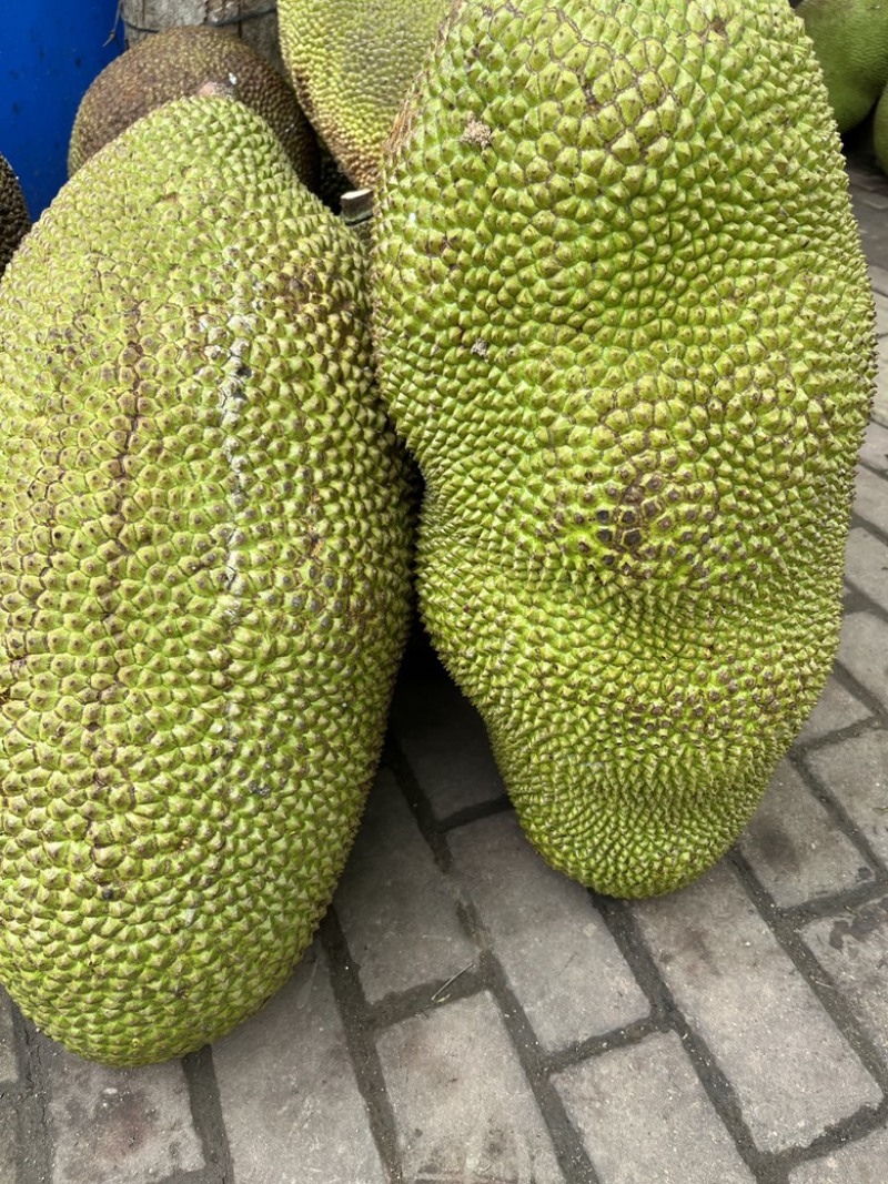 海南黄肉菠萝蜜，马来一号