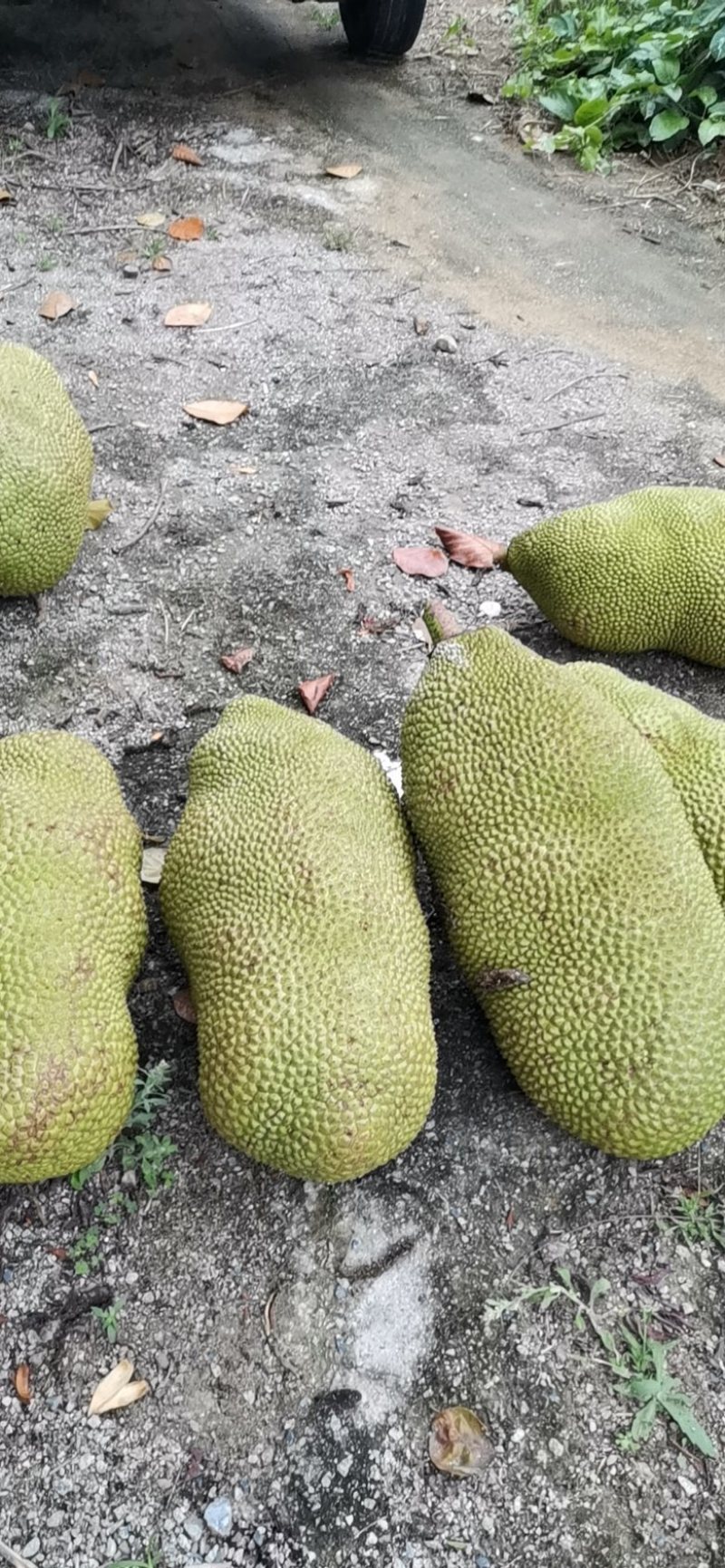 海南黄肉菠萝蜜，马来一号