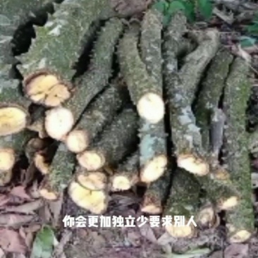 飞龙掌血大量出售