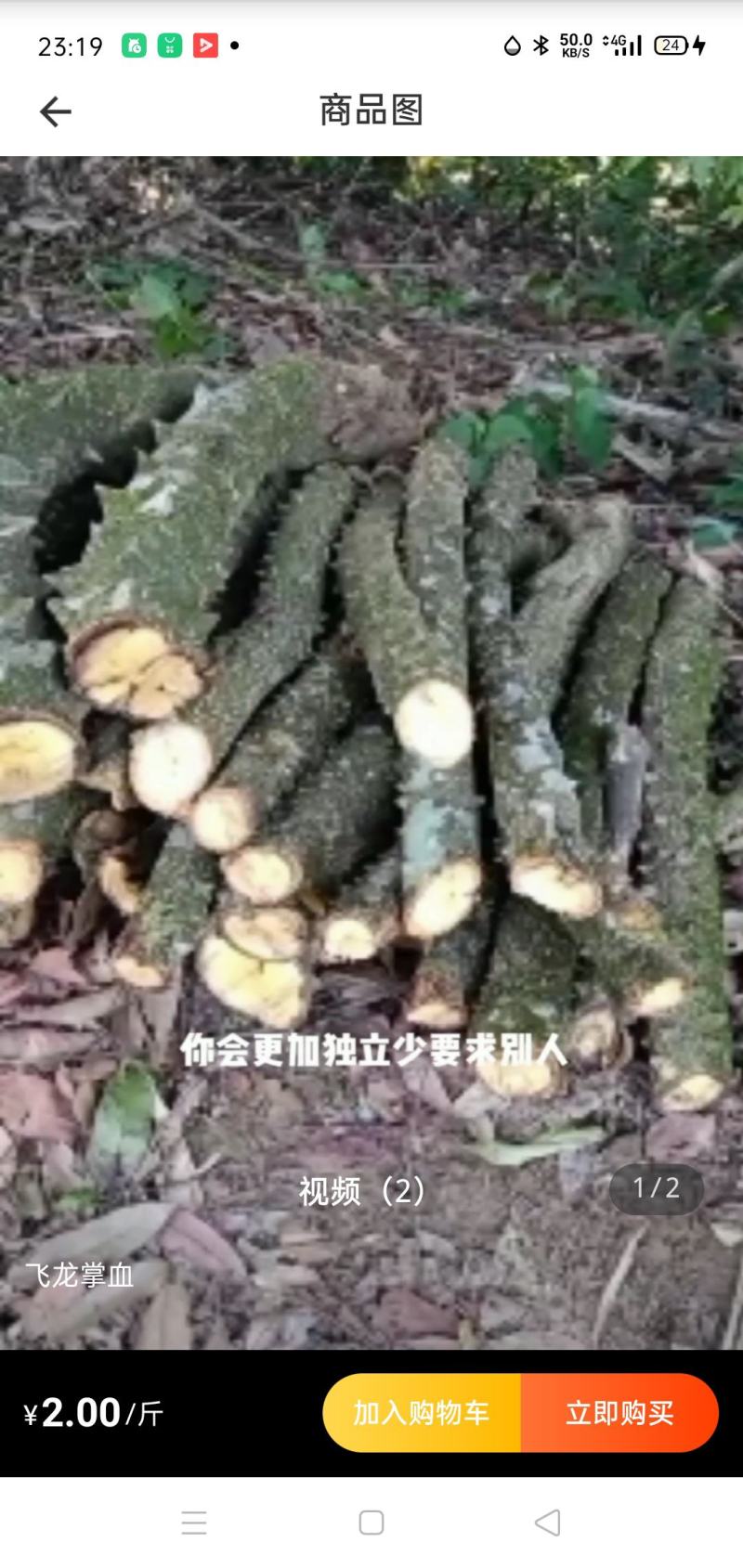 飞龙掌血大量出售