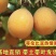 热情果苗哥伦比亚纯甜百香果树苗南北方种植庭院盆栽四季当年