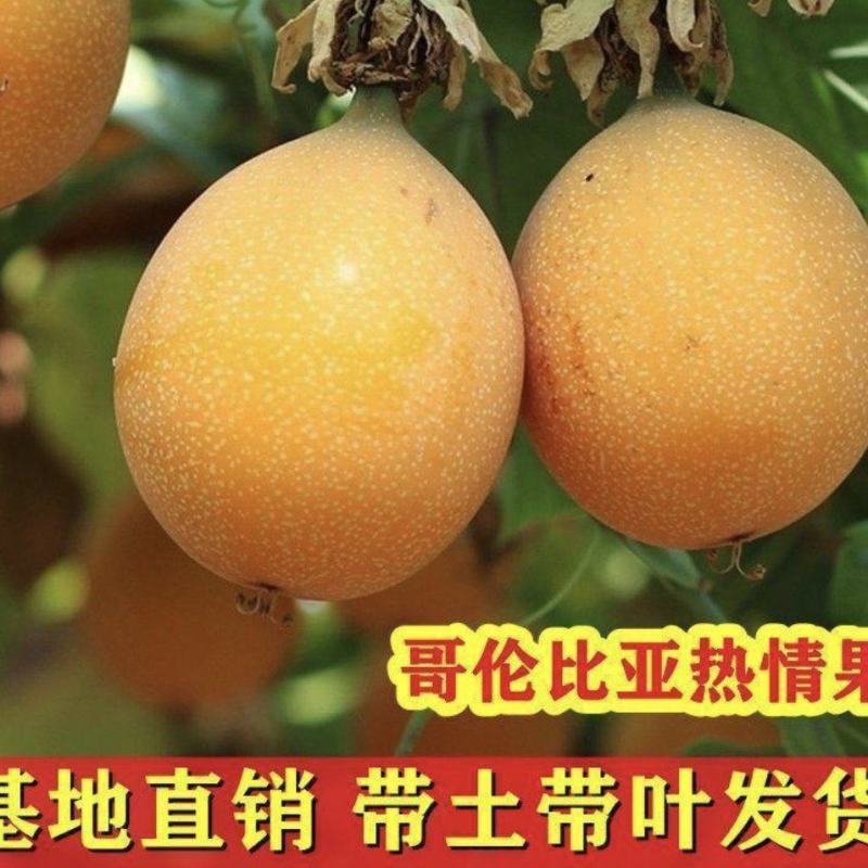 热情果苗哥伦比亚纯甜百香果树苗南北方种植庭院盆栽四季当年