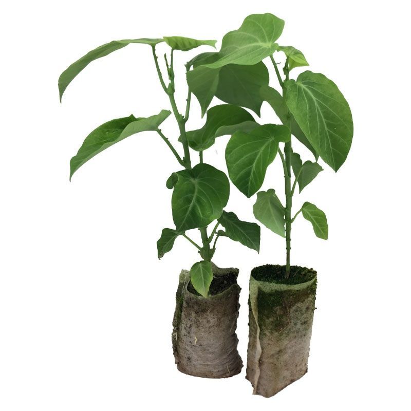 热情果苗哥伦比亚纯甜百香果树苗南北方种植庭院盆栽四季当年