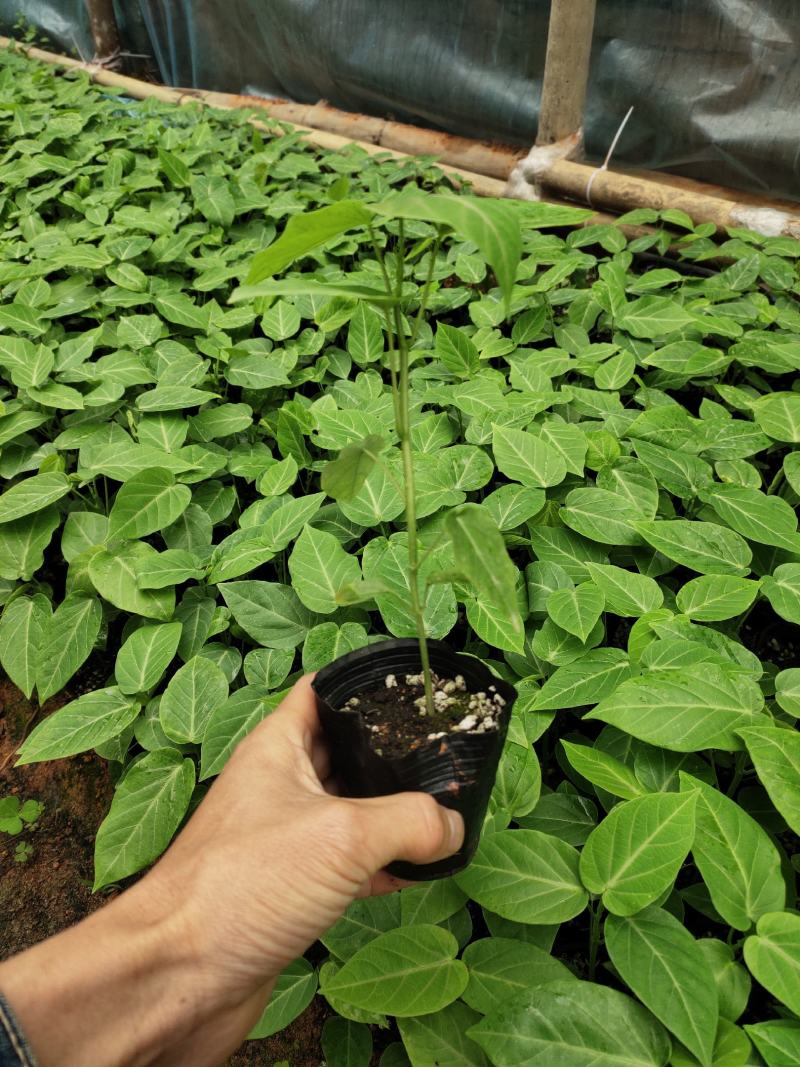 热情果苗哥伦比亚纯甜百香果树苗南北方种植庭院盆栽四季当年