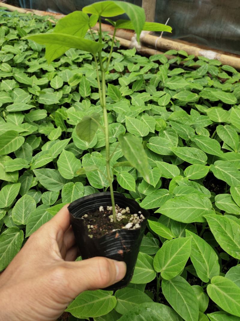 热情果苗哥伦比亚纯甜百香果树苗南北方种植庭院盆栽四季当年