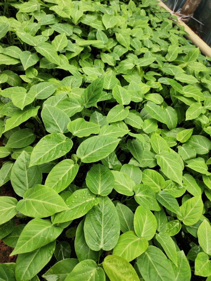 热情果苗哥伦比亚纯甜百香果树苗南北方种植庭院盆栽四季当年