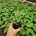 热情果苗哥伦比亚纯甜百香果树苗南北方种植庭院盆栽四季当年