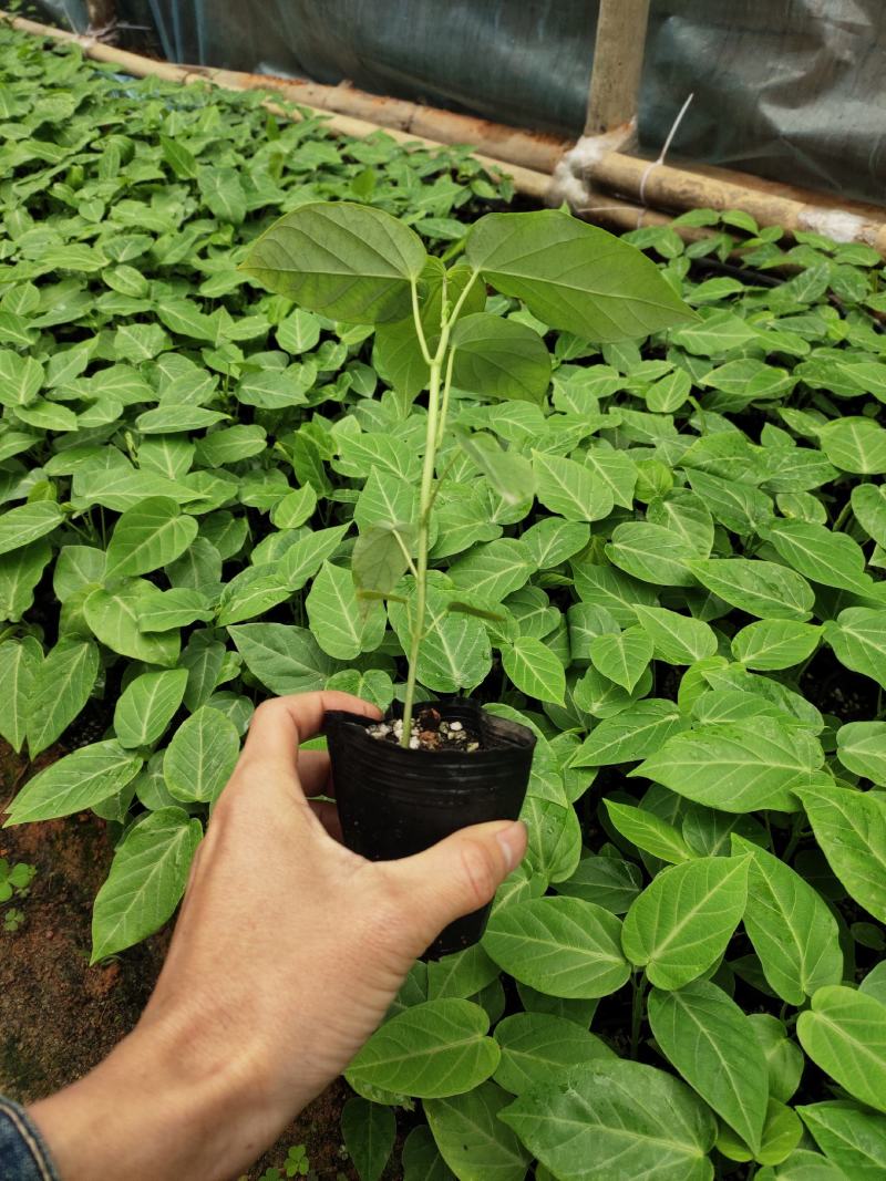 热情果苗哥伦比亚纯甜百香果树苗南北方种植庭院盆栽四季当年