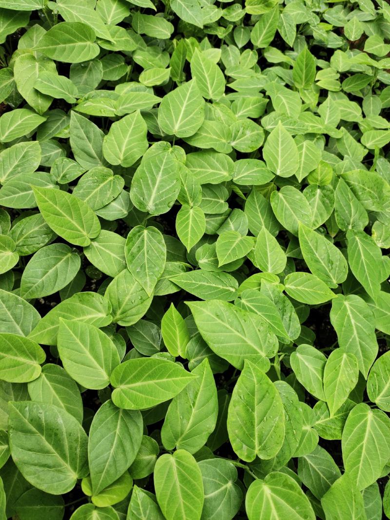 热情果苗哥伦比亚纯甜百香果树苗南北方种植庭院盆栽四季当年
