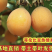 热情果苗哥伦比亚纯甜百香果树苗南北方种植庭院盆栽四季当年