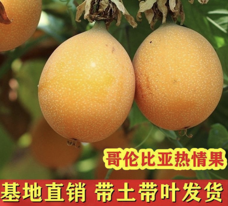 热情果苗哥伦比亚纯甜百香果树苗南北方种植庭院盆栽四季当年