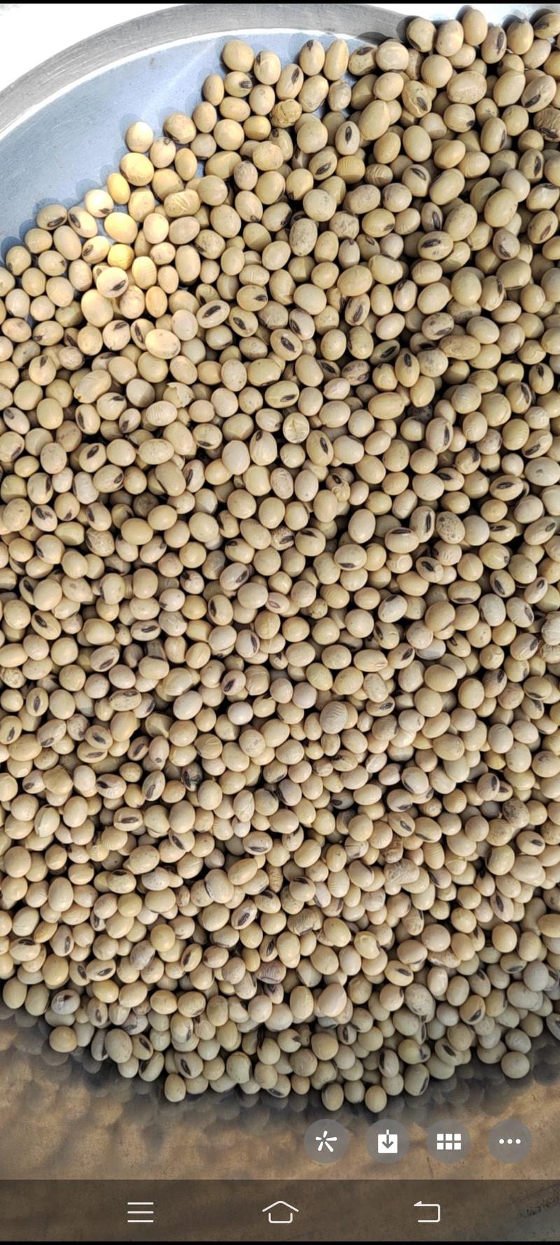 高产优质的黑崎黄豆种子——齐黄34黑琦黄豆种子