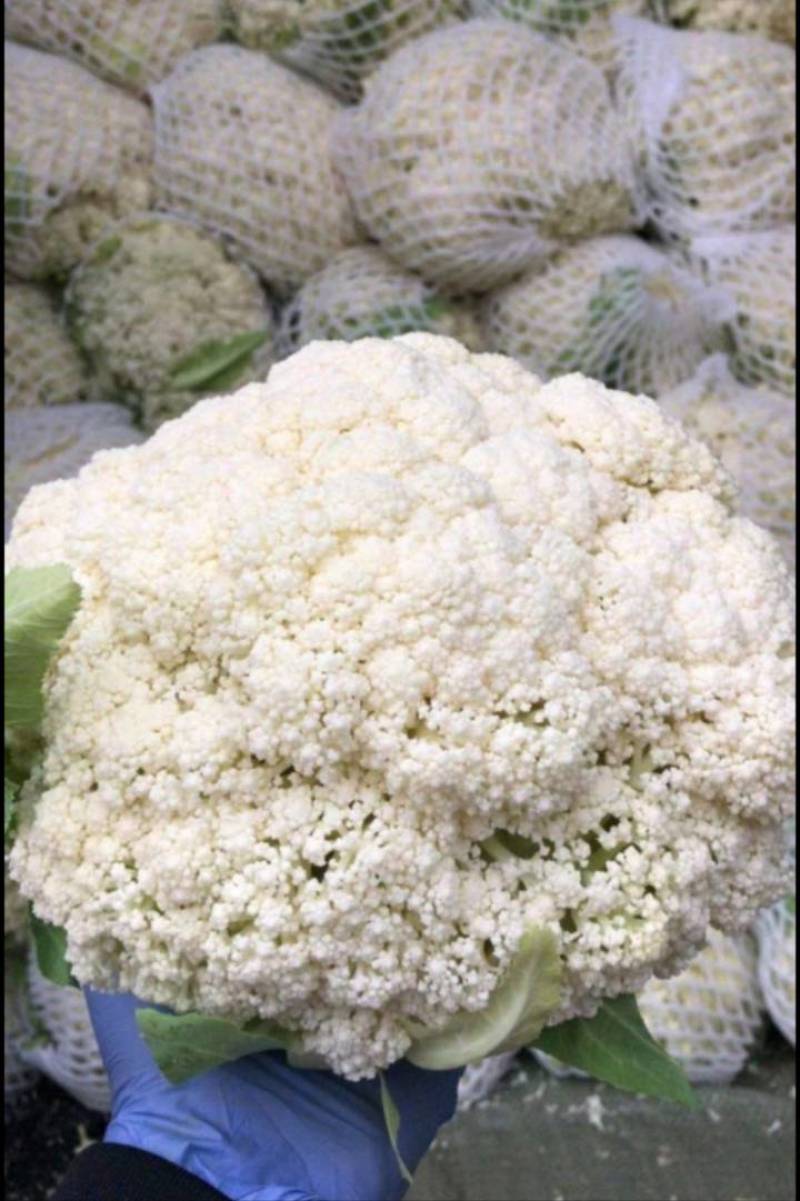 青梗散花松花菜有机菜花散菜花菜花