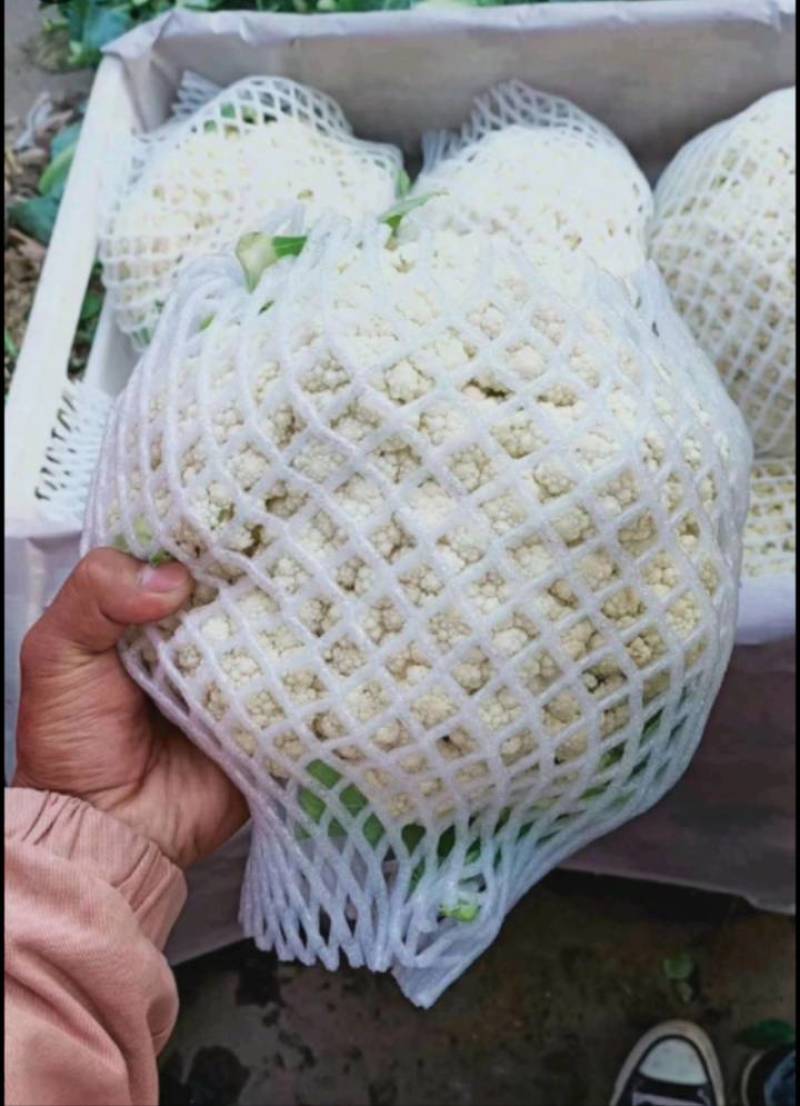 青梗散花松花菜有机菜花散菜花菜花