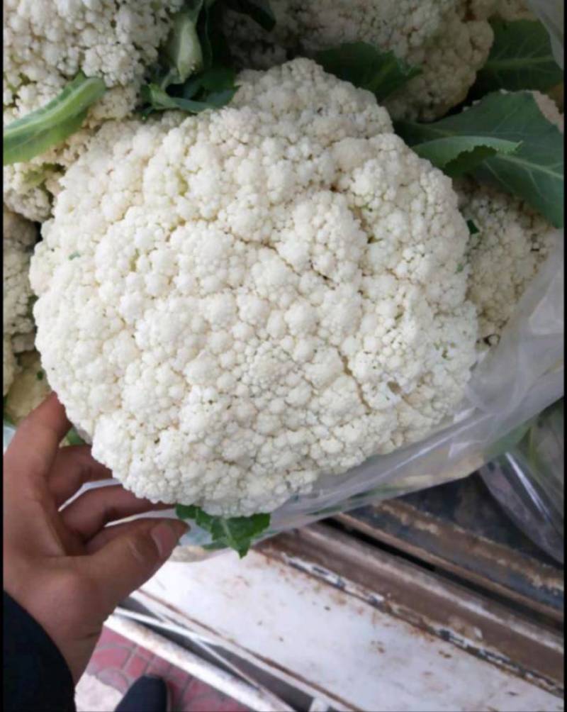 青梗散花松花菜有机菜花散菜花菜花