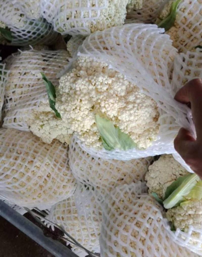青梗散花松花菜有机菜花散菜花菜花