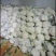 青梗散花松花菜有机菜花散菜花菜花