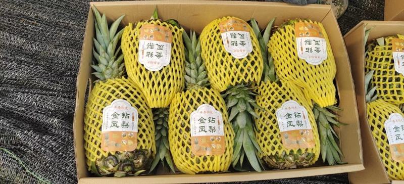 菠萝.凤梨【无眼菠萝】金钻凤梨价格优惠欢迎采购
