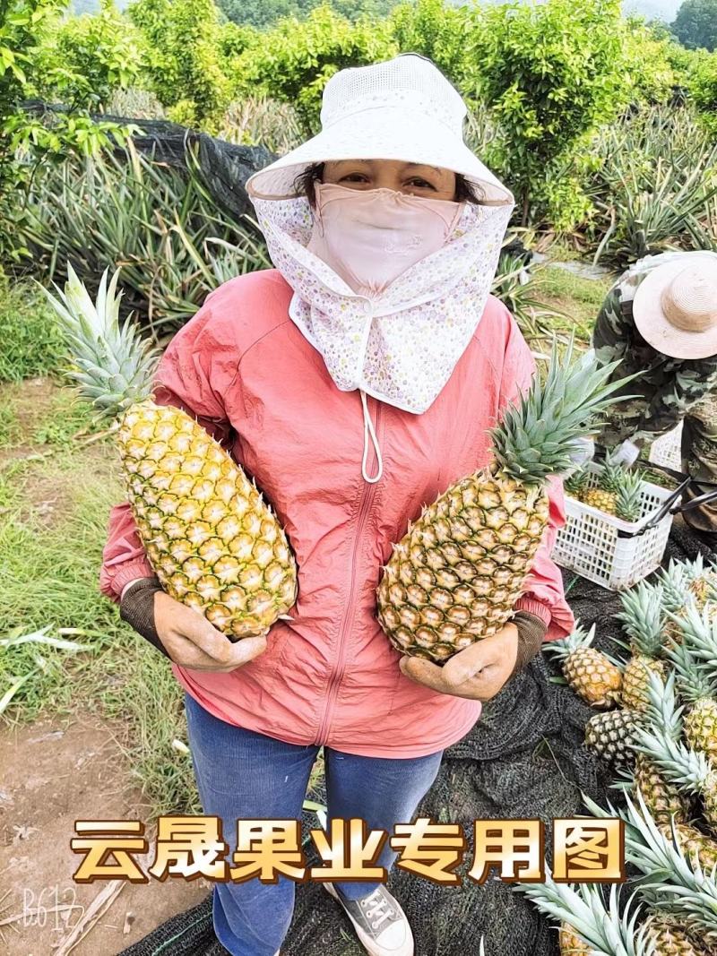 菠萝.凤梨【无眼菠萝】金钻凤梨价格优惠欢迎采购