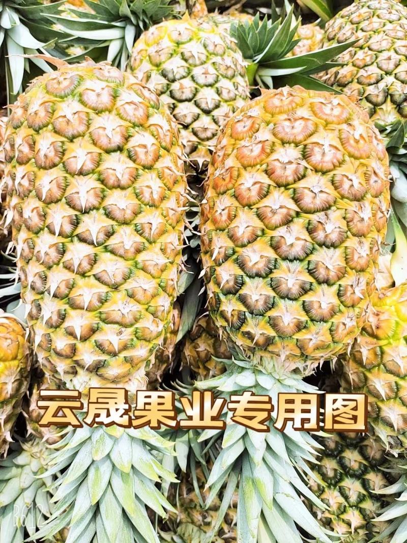 菠萝.凤梨【无眼菠萝】金钻凤梨价格优惠欢迎采购