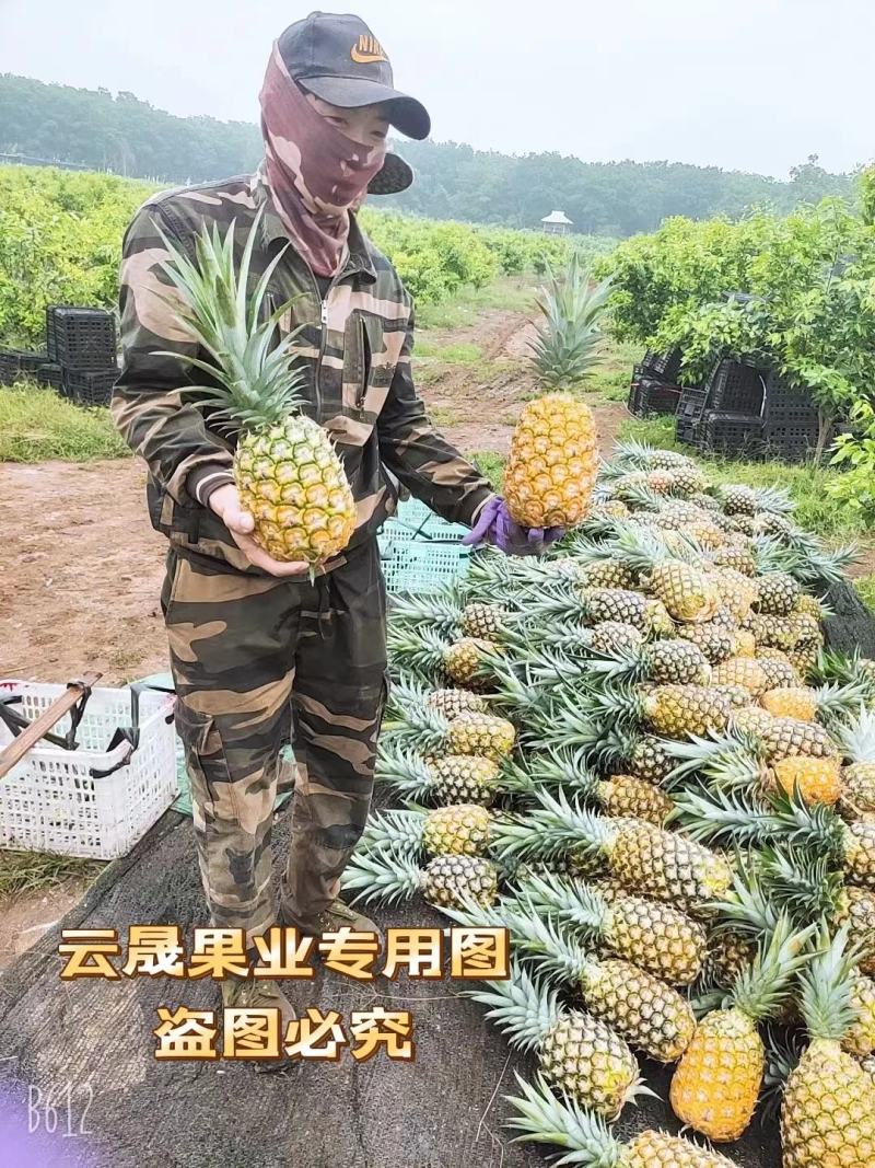 菠萝.凤梨【无眼菠萝】金钻凤梨价格优惠欢迎采购