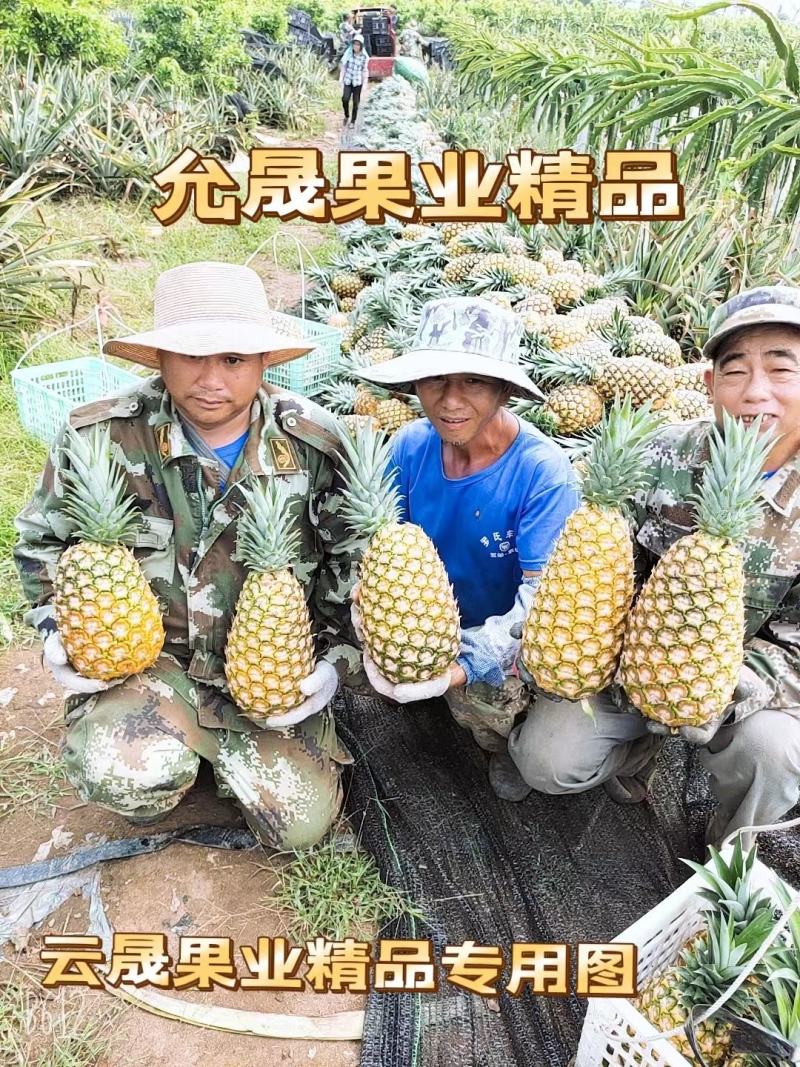 菠萝.凤梨【无眼菠萝】金钻凤梨价格优惠欢迎采购