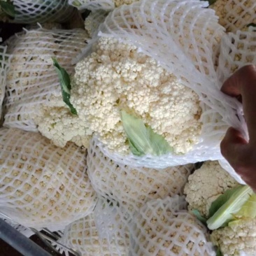 青梗散花松花菜有机菜花散菜花菜花