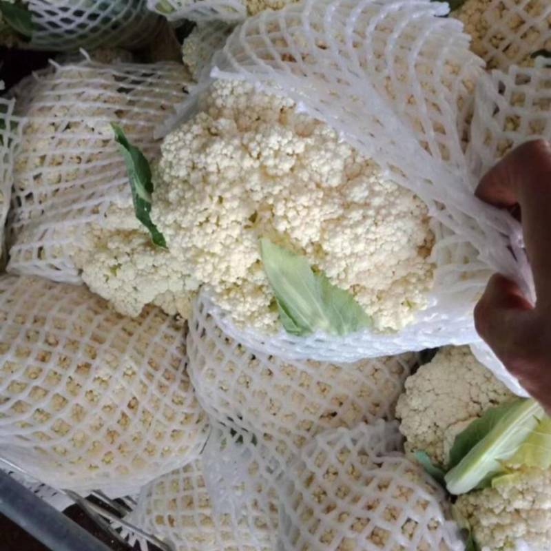 青梗散花松花菜有机菜花散菜花菜花