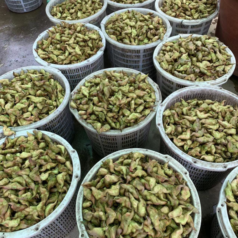 青菱角，溪水种植，外壳漂亮，口感佳欢迎合作，放心