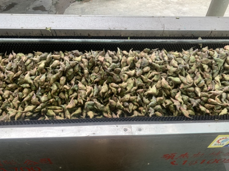 青菱角，溪水种植，外壳漂亮，口感佳欢迎合作，放心