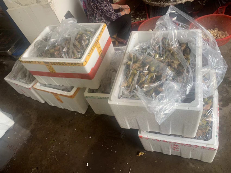 青菱角，溪水种植，外壳漂亮，口感佳欢迎合作，放心