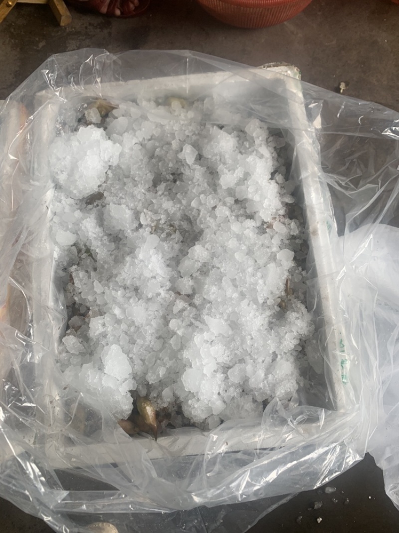 青菱角，溪水种植，外壳漂亮，口感佳欢迎合作，放心