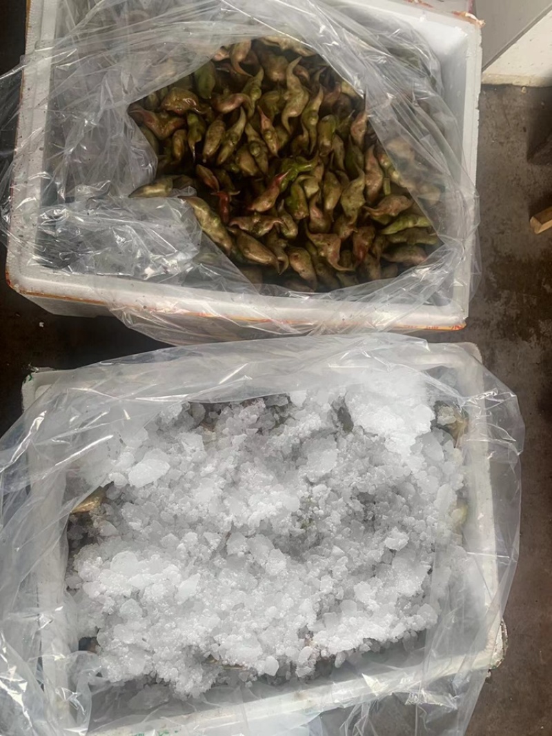 青菱角，溪水种植，外壳漂亮，口感佳欢迎合作，放心
