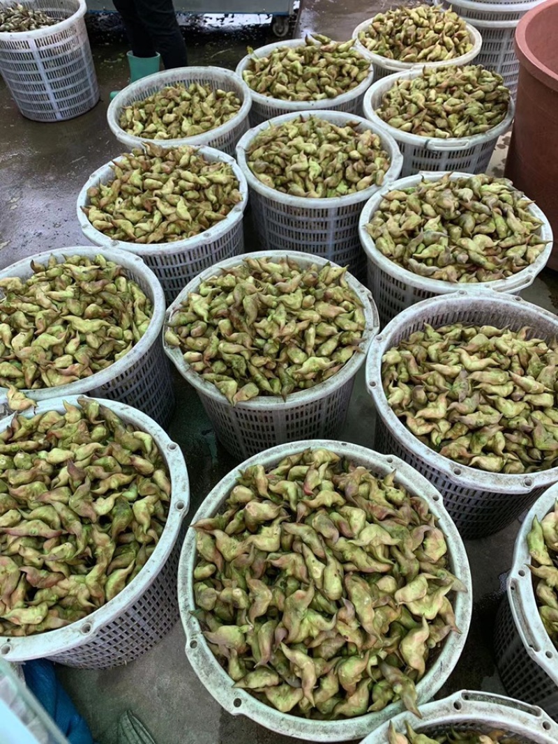 青菱角，溪水种植，外壳漂亮，口感佳欢迎合作，放心
