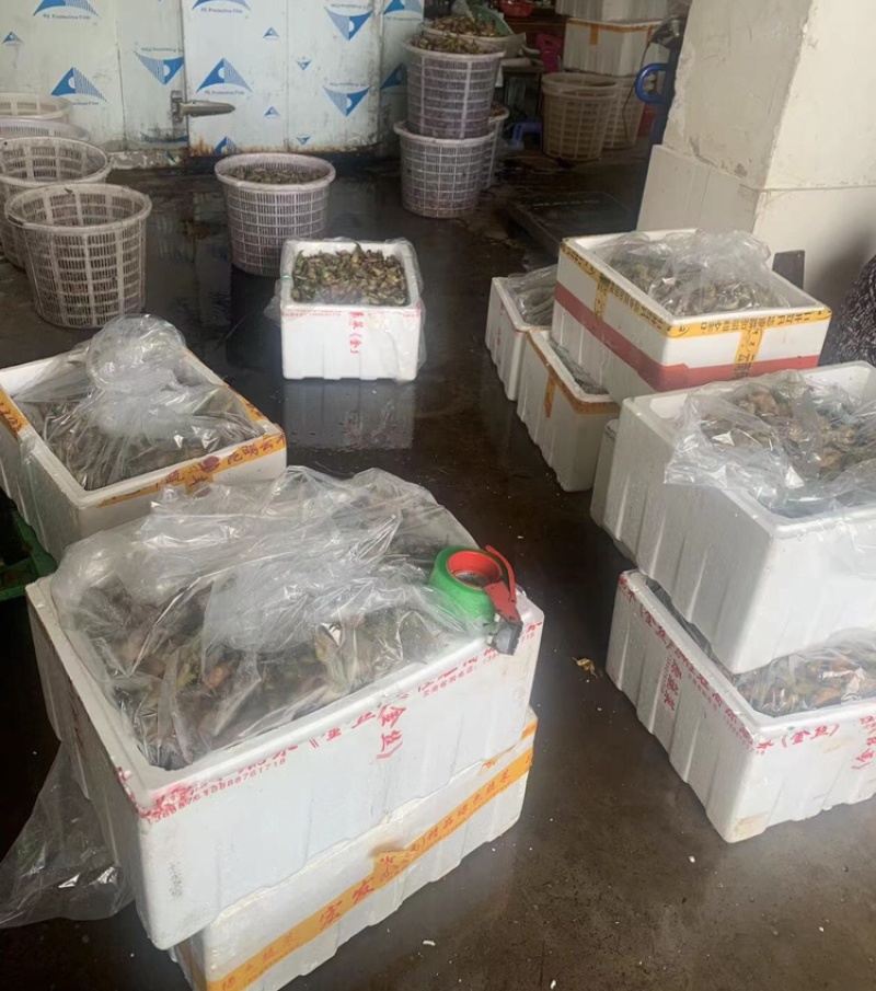 青菱角，溪水种植，外壳漂亮，口感佳欢迎合作，放心