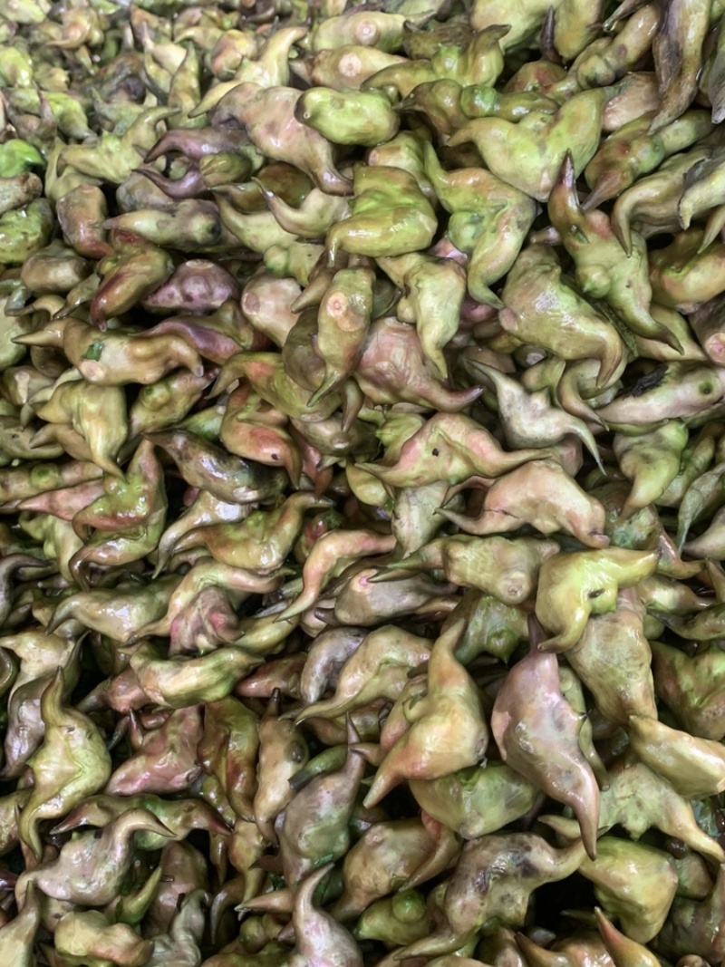 青菱角，溪水种植，外壳漂亮，口感佳欢迎合作，放心