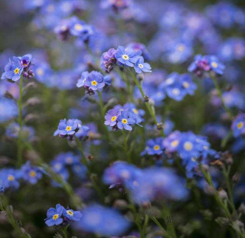 蓝色勿忘我种子四季花种子种易活花籽耐寒勿忘草种子庭院室外