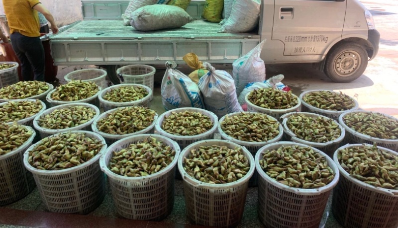 菱角米，溪水种植，口感好，绿色健康，欢迎合作，放心负责